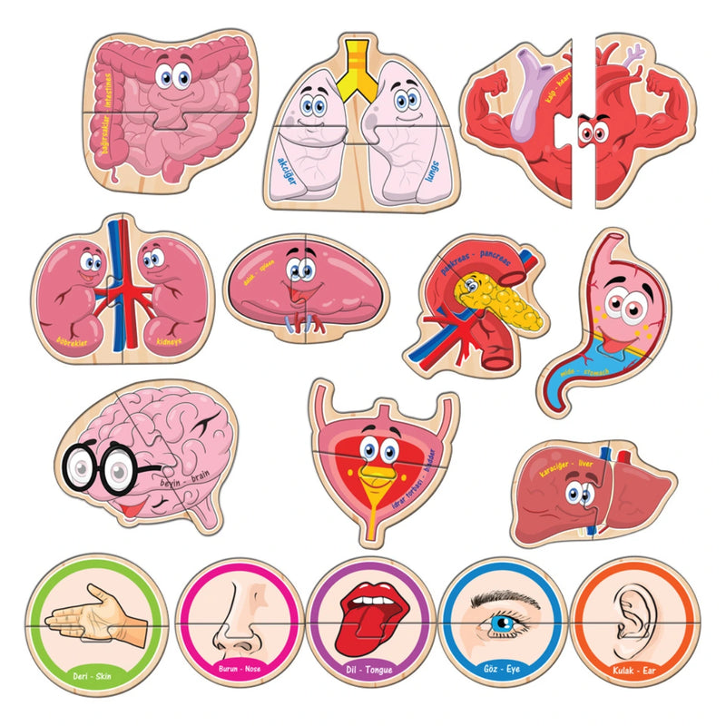 Говорещ пъзел Анатомия Jagu