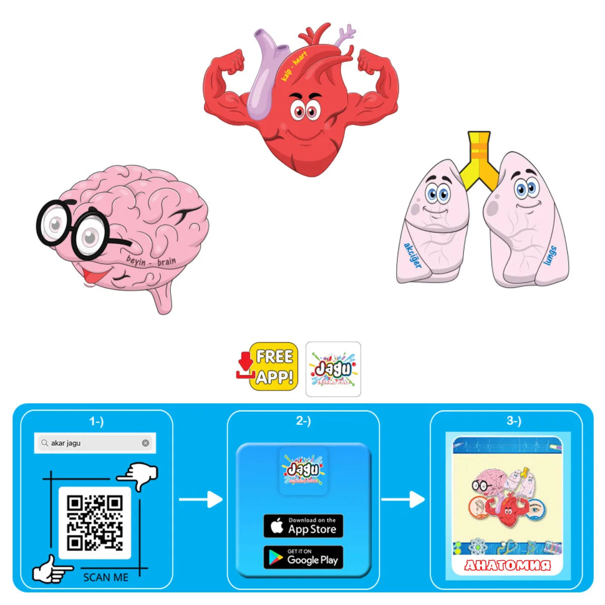 Говорещ пъзел Анатомия Jagu