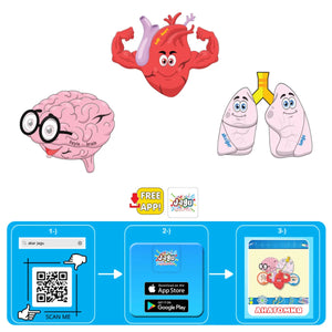 Говорещ пъзел Анатомия Jagu