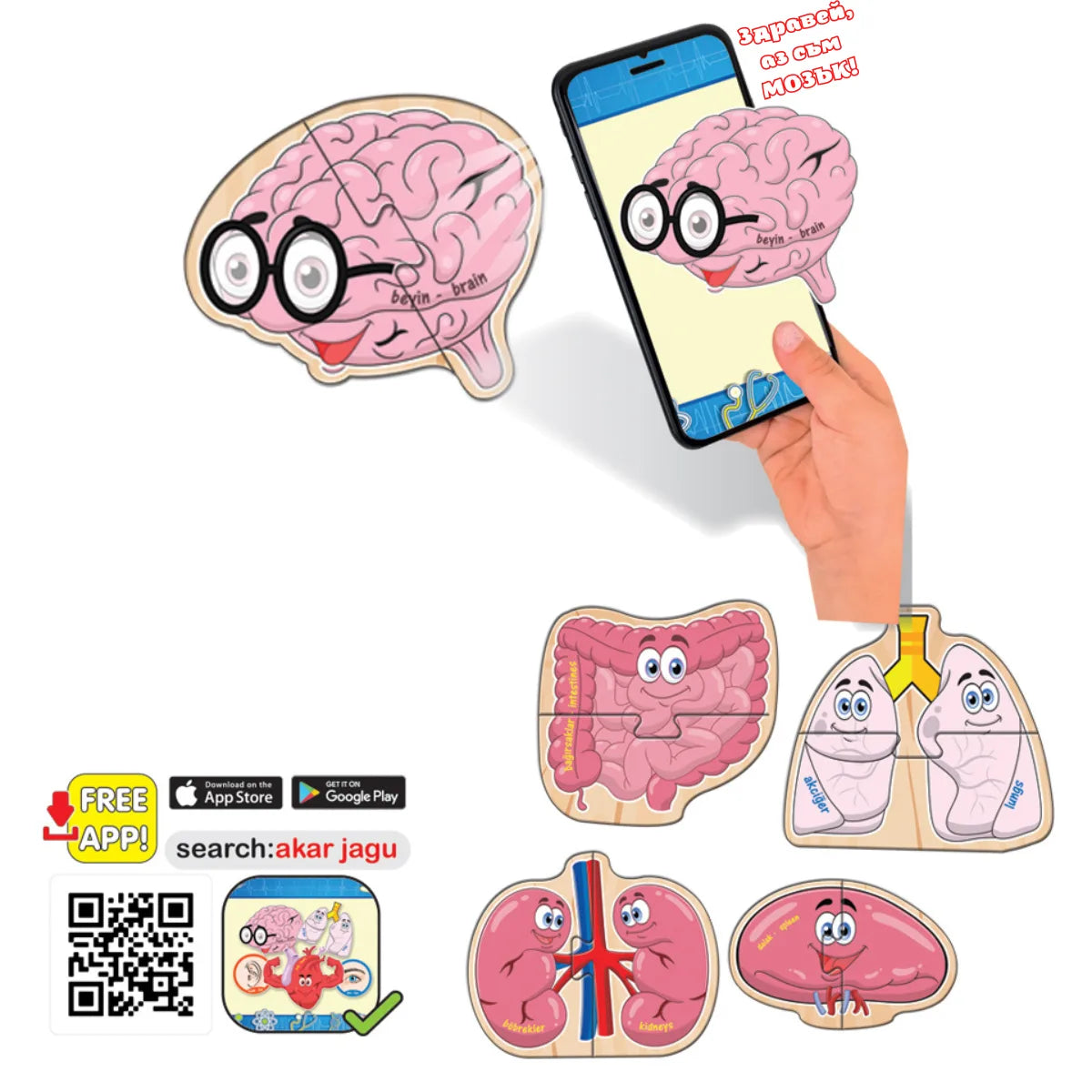 Говорещ пъзел Анатомия Jagu